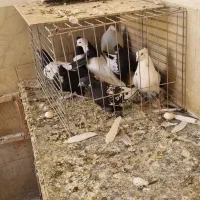 ۶نر یکی ماده