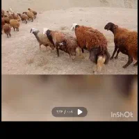 قوچ میش بره