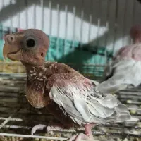 جوجه عروس هلندی