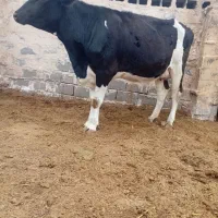 گاو تلیسه گوساله|حیوانات مزرعه|تربت جام, میان جام|دیوار