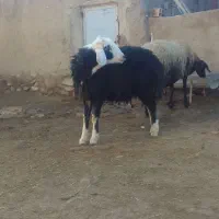 بده قوچ افشار  خشگل