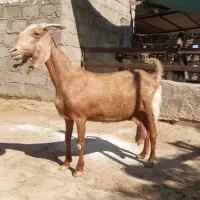 ۸تا بز ابستن جوان