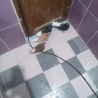 کبوتر رنگی|پرنده|مسجد سلیمان, |دیوار