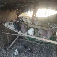 تعدای کبوتر|پرنده|قره چای, |دیوار