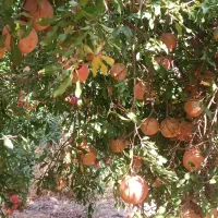 فروش انار ارگانیک از تولید به مصرف