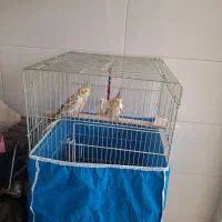 عروس هلندی فروشی|پرنده|برخوار, |دیوار