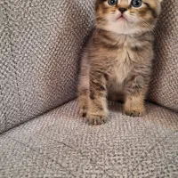 بچه‌گربه از همه‌ ‌نژادها / پت‌شاپ|گربه|شیراز, سینما سعدی|دیوار