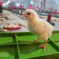 استخدام کارگر مرغداری