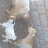 بز های داشتی وشیر