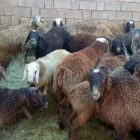 20جفت بره خوب