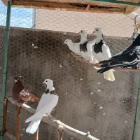 طوقی سیاه ، قهوه ای و سینه سرخ و مشکی