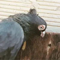 کبوتر قهوهای آبادانی|پرنده|لنجان, |دیوار