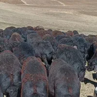 چت وتماس همیشه فعال است|حیوانات مزرعه|چاراویماق, |دیوار