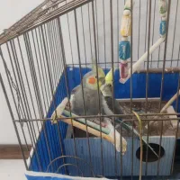 جفت عروس هلندی مولد