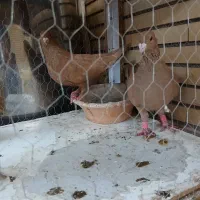 نرماده زرد ضمانت تخم جوجه|پرنده|رابر, |دیوار