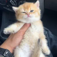 گربه بریتیش حضوری اهواز|گربه|اهواز, کیانپارس |دیوار