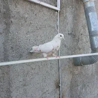 کبوتر ماده قریب گرفتمش