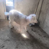 بره بز|حیوانات مزرعه|کرج, ساماندهی|دیوار