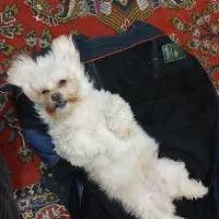 فروش طوله سگ 1سال۴ماه سنش ماده هست|سگ|اردبیل, |دیوار