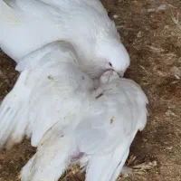 سسلی|پرنده|ارومیه, |دیوار