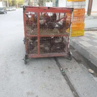 گاری سنگین توری|لوازم جانبی حیوانات|سرپل ذهاب, |دیوار