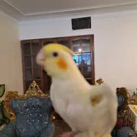 عروس هلندی لوتینو چشم شرابی دستی