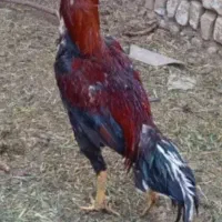 خروس لاری
