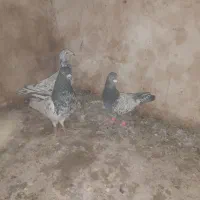 کبوتر