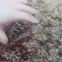 خمیرکشمش خمیرخرما