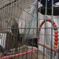 عروس هلندی|پرنده|مشهد, شهید قربانی|دیوار