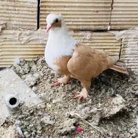 کبوتر کلاغ و کله سرخ