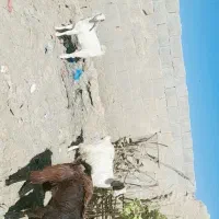 گوسفند|حیوانات مزرعه|سراوان, |دیوار