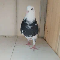 فروش جوجه کبوتر
