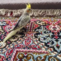 عروس هلندی نر