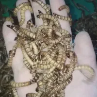 سوپر ورم ۵۰۰ هزار