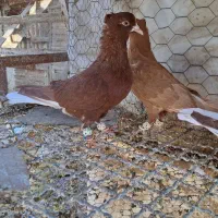 ۴تا دم سفید|پرنده|قزوین, |دیوار