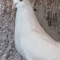 سفید چشم سفید|پرنده|بم, |دیوار