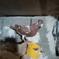 ماده میلمنز|پرنده|شبانکاره, |دیوار