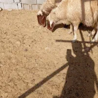 ۳راس شیشک قوچ سنجابی|حیوانات مزرعه|سرپل ذهاب, |دیوار