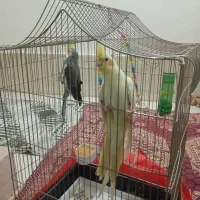 عروس هلندی مولد جفت