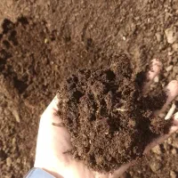 کود گاوی پوسیده سرندی و ماسه بادی