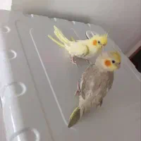 فروش عروس هلندی