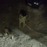 بز خ ر ی دارم