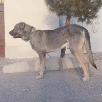 توله سرابی ۱۷ ماهه