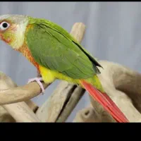 گرینچیک بسیار باادب و دستی|پرنده|شاهرود, |دیوار