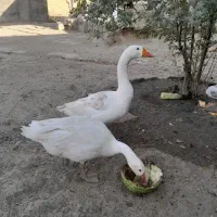 فروش غاز