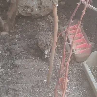 سهره