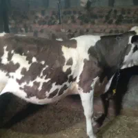 گاو گوساله|حیوانات مزرعه|هشترود, |دیوار