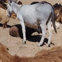کُره الاغ ماده.خیلی چاغ|حیوانات مزرعه|تبریز, |دیوار