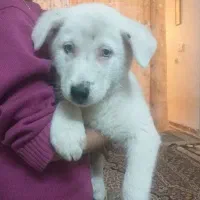 نژاد دار اسکی ماده هستش